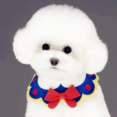 가격내림)강아지케이프-리본공주