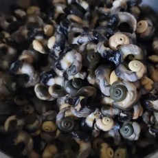 (냉동)직접 보말  채취해서  깐보말 판매