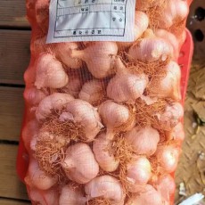 친환경  햇마늘