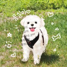 헤이 모두들 안녕 반려동물 그림 그려드립니다!!!! 컴온!!!!!!