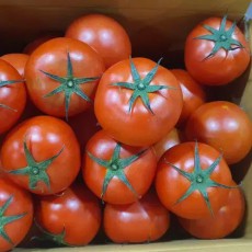 [구미] 토마토 완숙 5키로