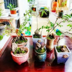 미니 분재.분경 정리중 입니다