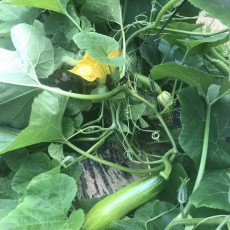 애호박15개 한박스