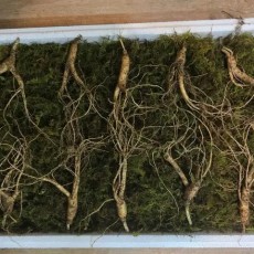 산양산삼  5년근    뿌리삼  10뿌리 29,900원