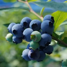 2025국산 블루베리 중과 14mm이상 2팩 (1+1)