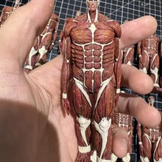 일본정품 토토로 인형  사이즈M (실사버전)