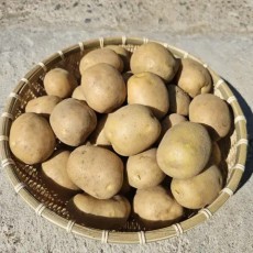 햇감자 분감자 수미감자 강원도감자 5kg