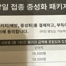 부산 고양이 2차,3차,광견병,중성화 패키지 양도